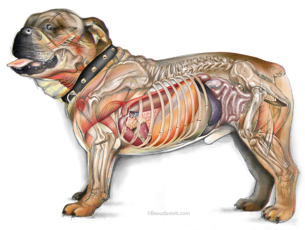 Cutaway illustration of my dog.
