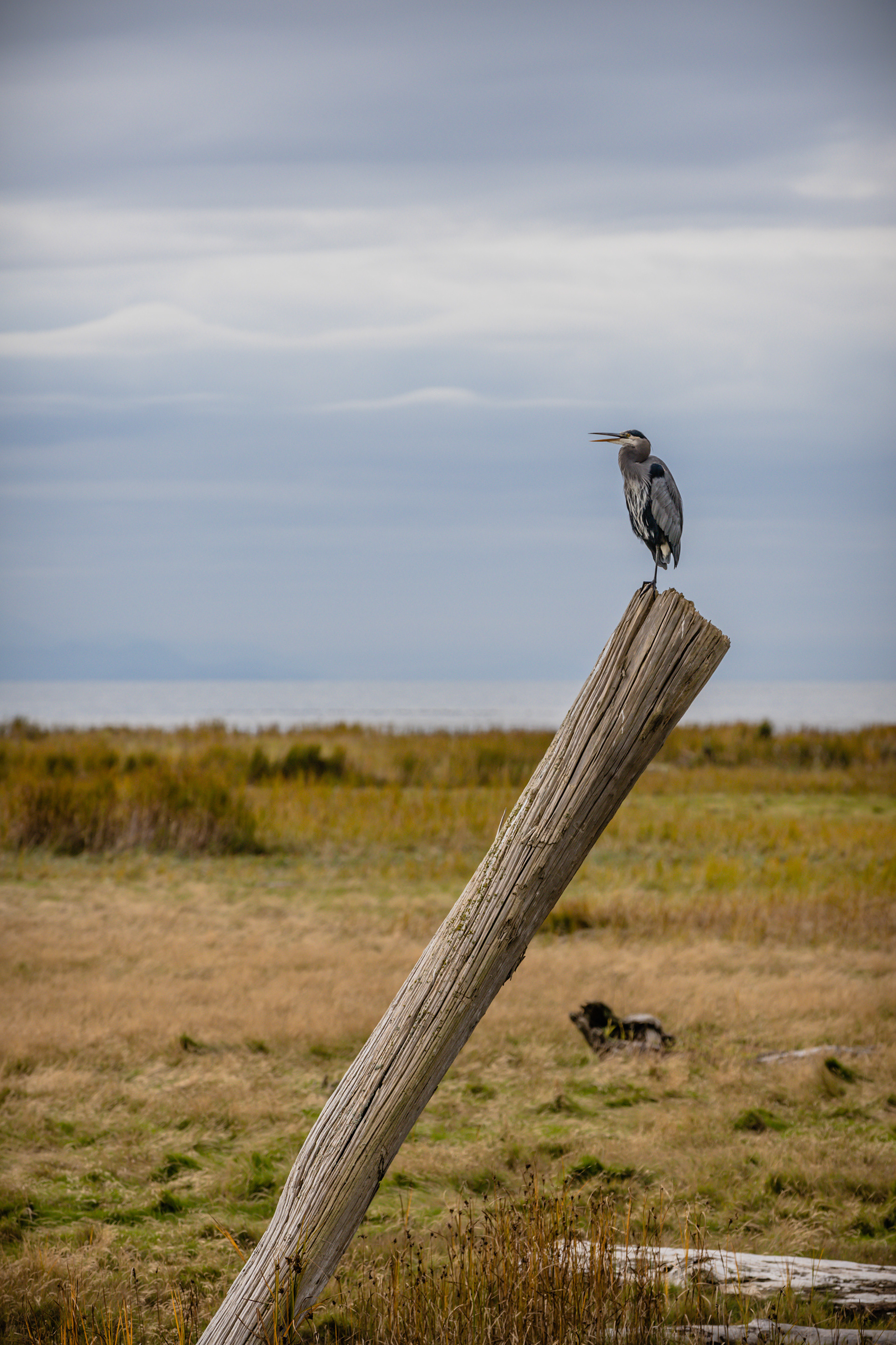 Heron // West Dyke Trail // Richmond, BC