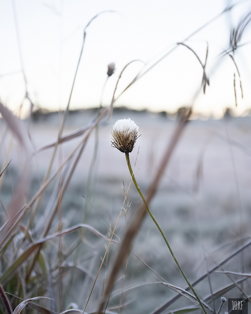 Lone frost capped flower