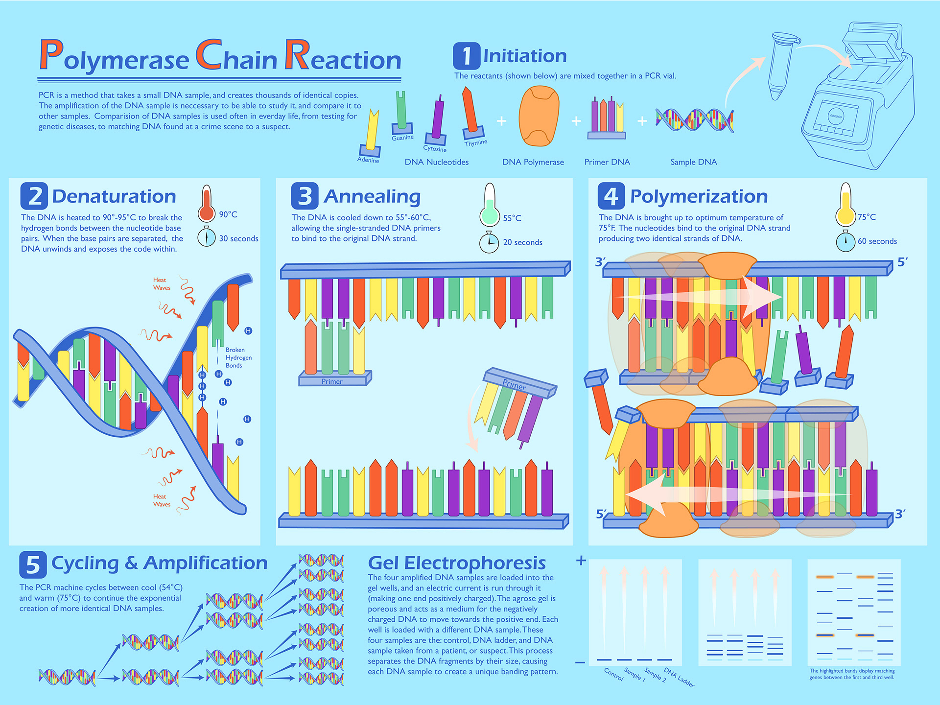 Sarah Brumbaugh - Colored Anatomy Illustrations