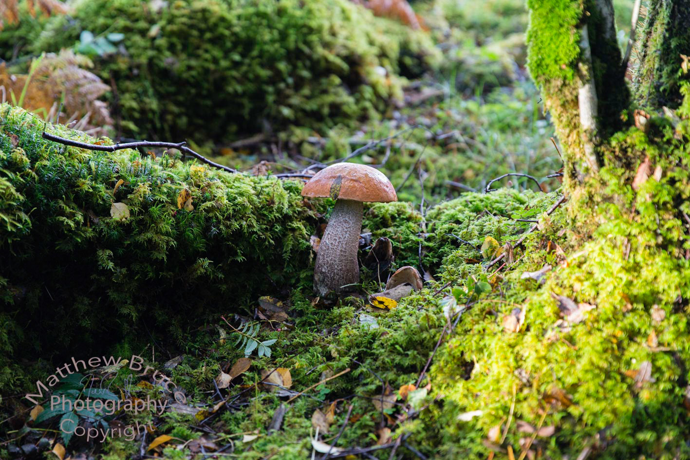 Boletus fungus