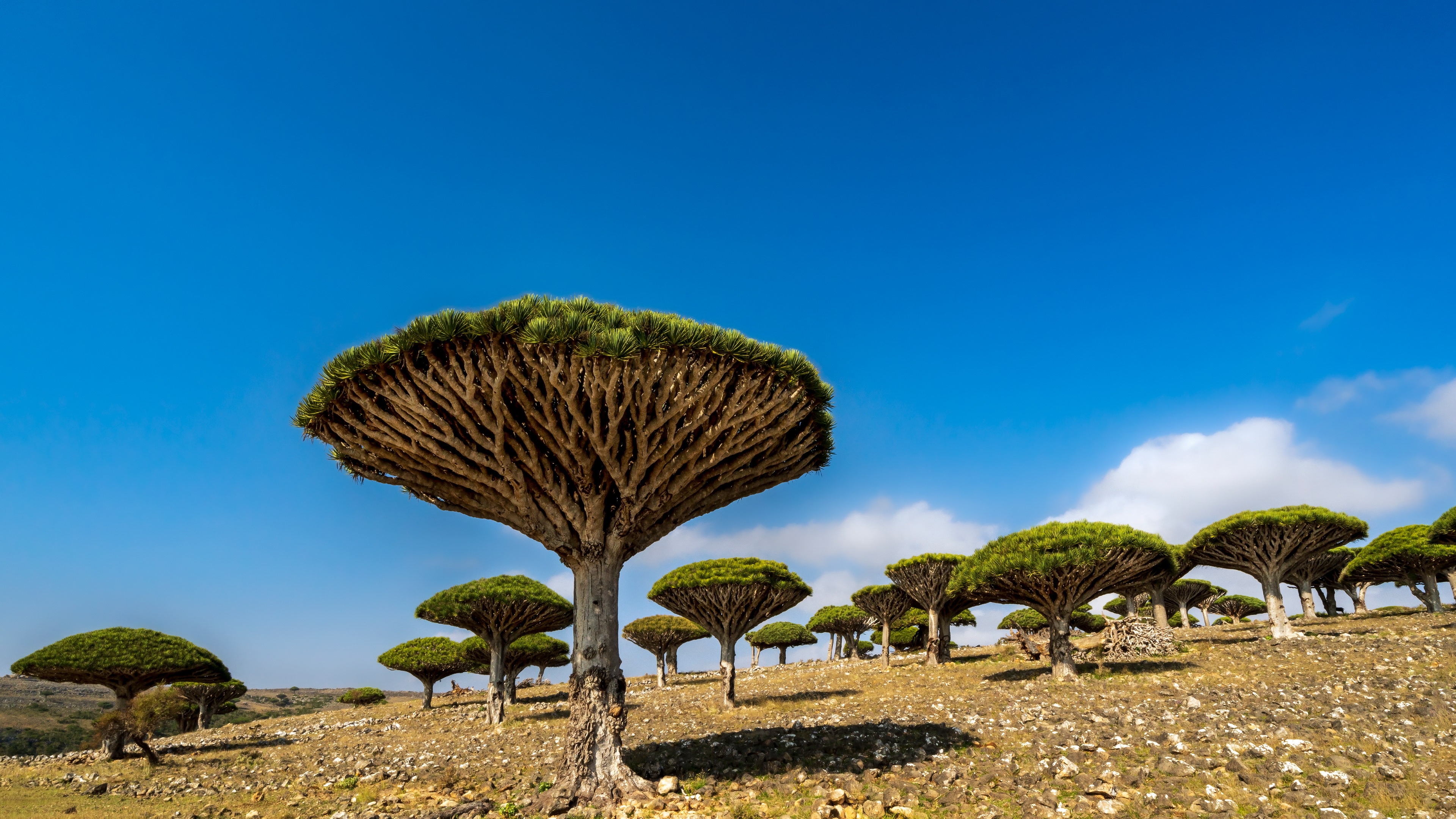 Janos Rautonen Socotra