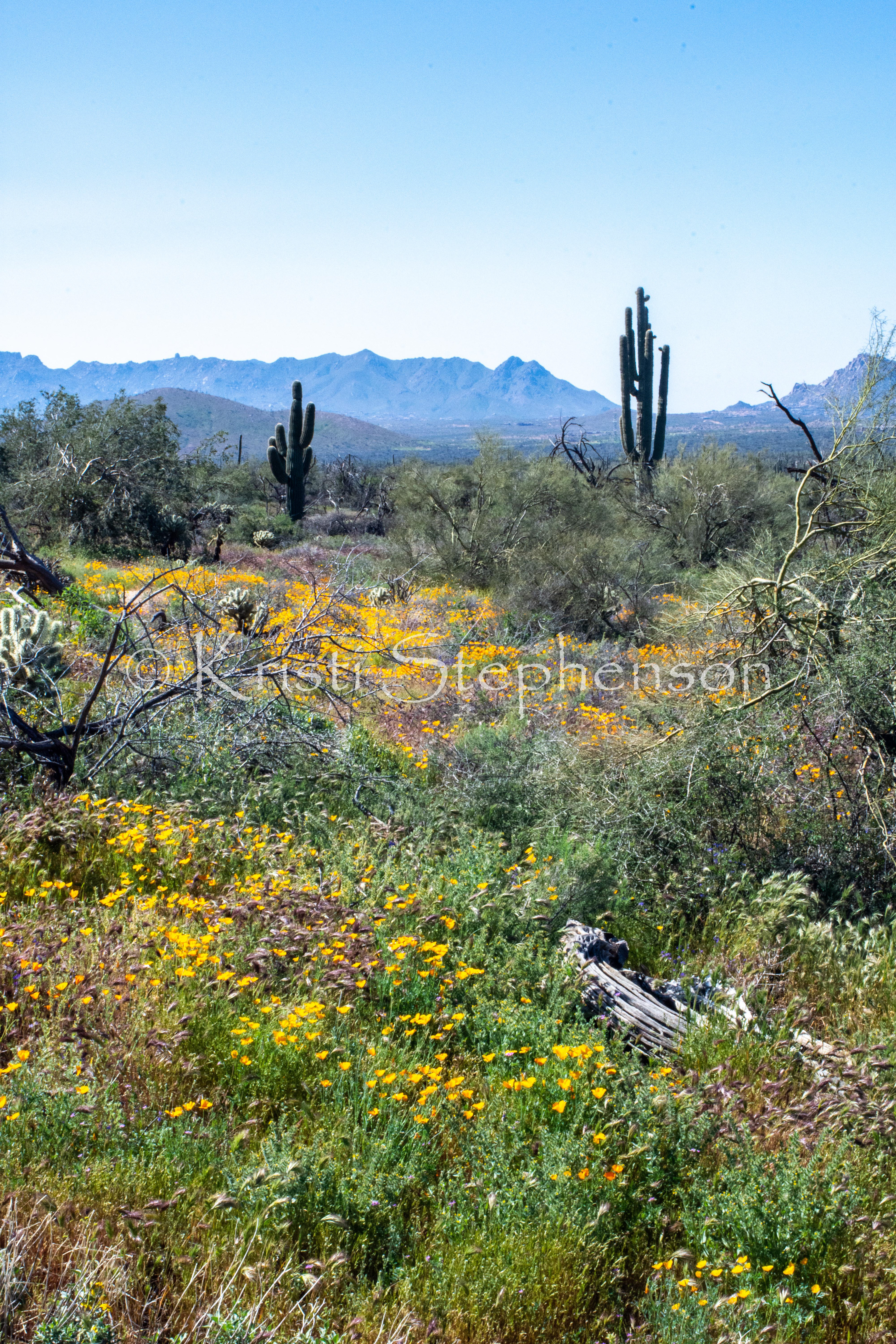 Sonoran Desert in Spring 2