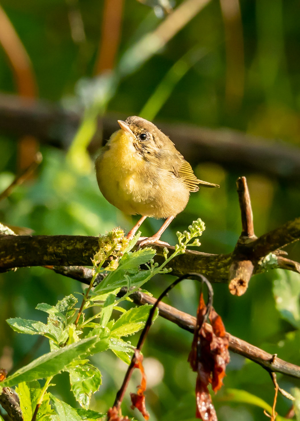Young Bird on a Young Day