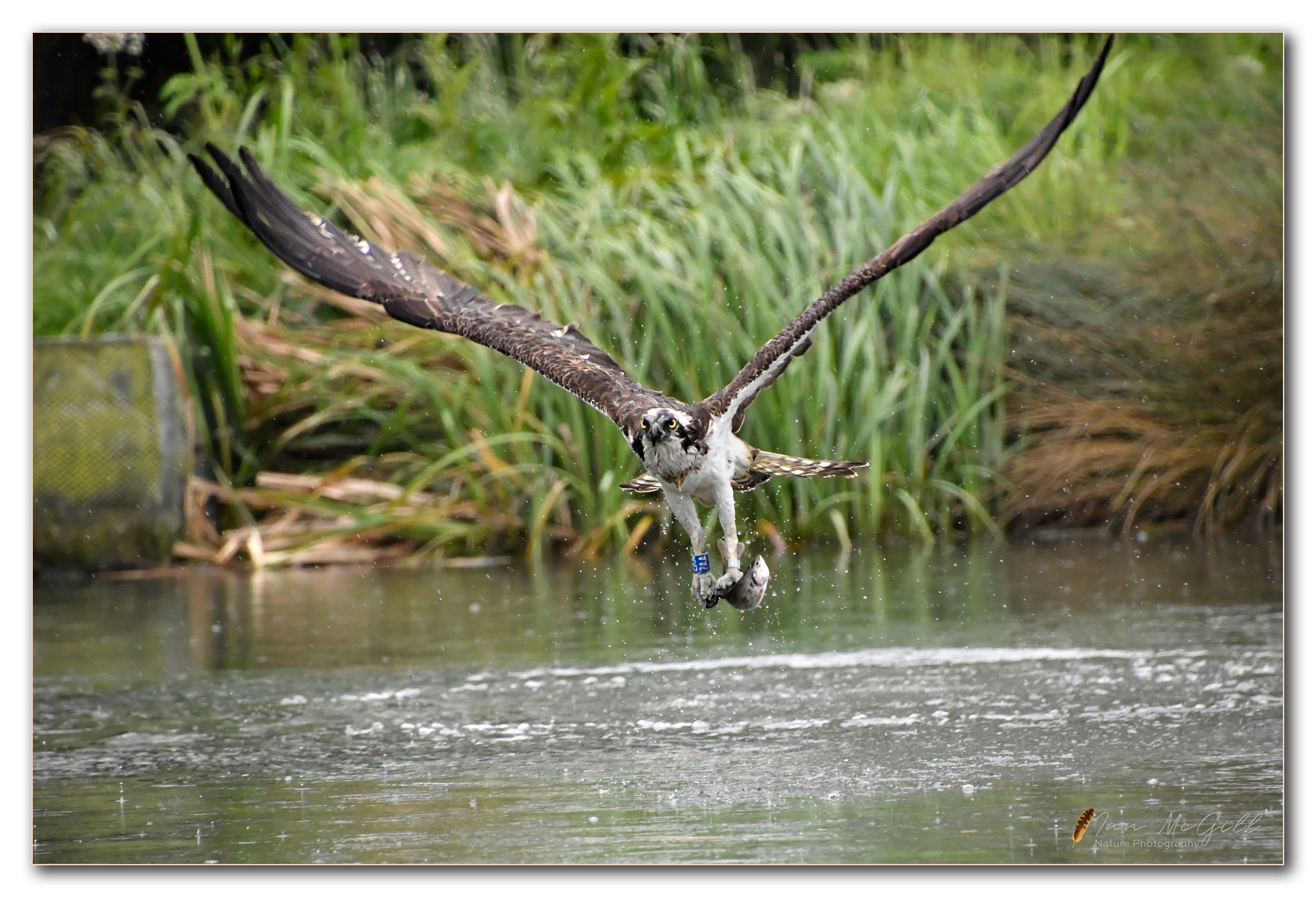 Osprey