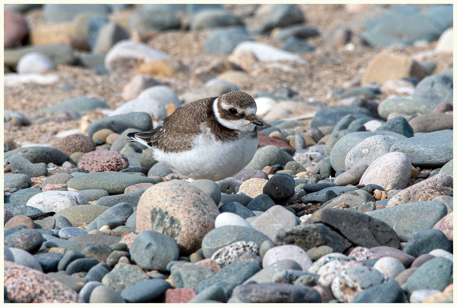 Common Ringed Plover (Juv)