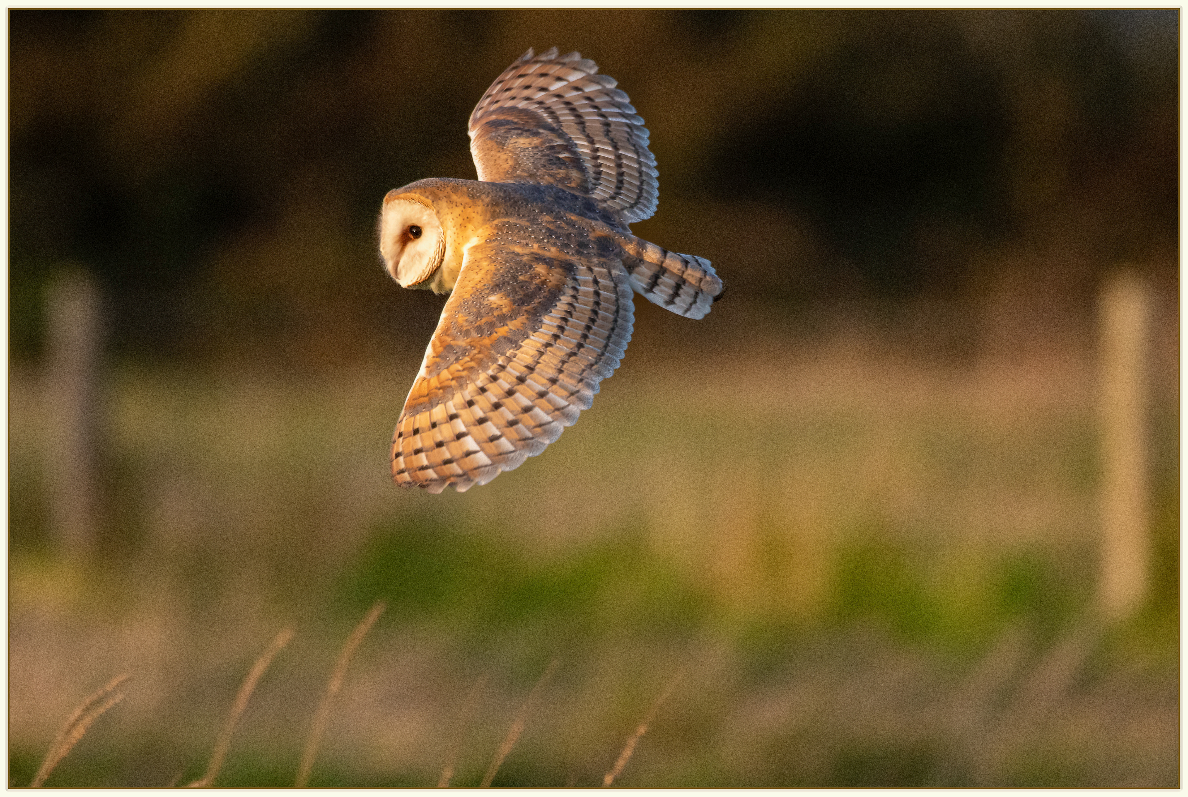 Female Barn Owl