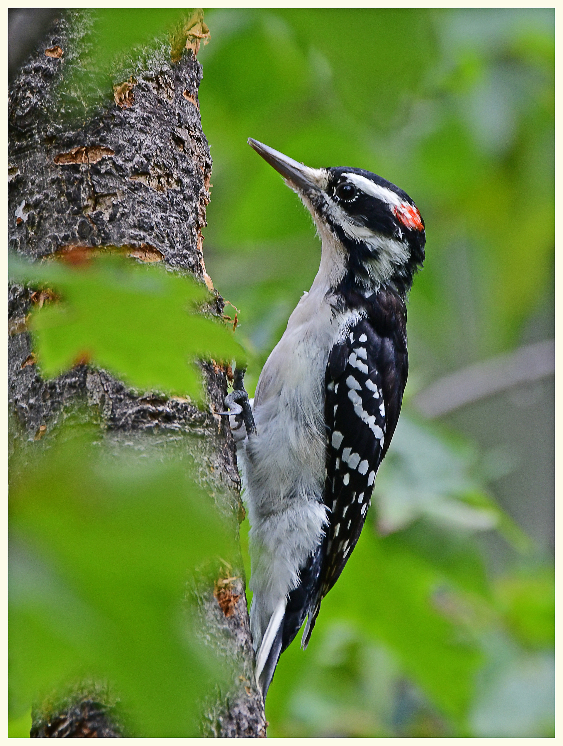 Hairy Woodpecker