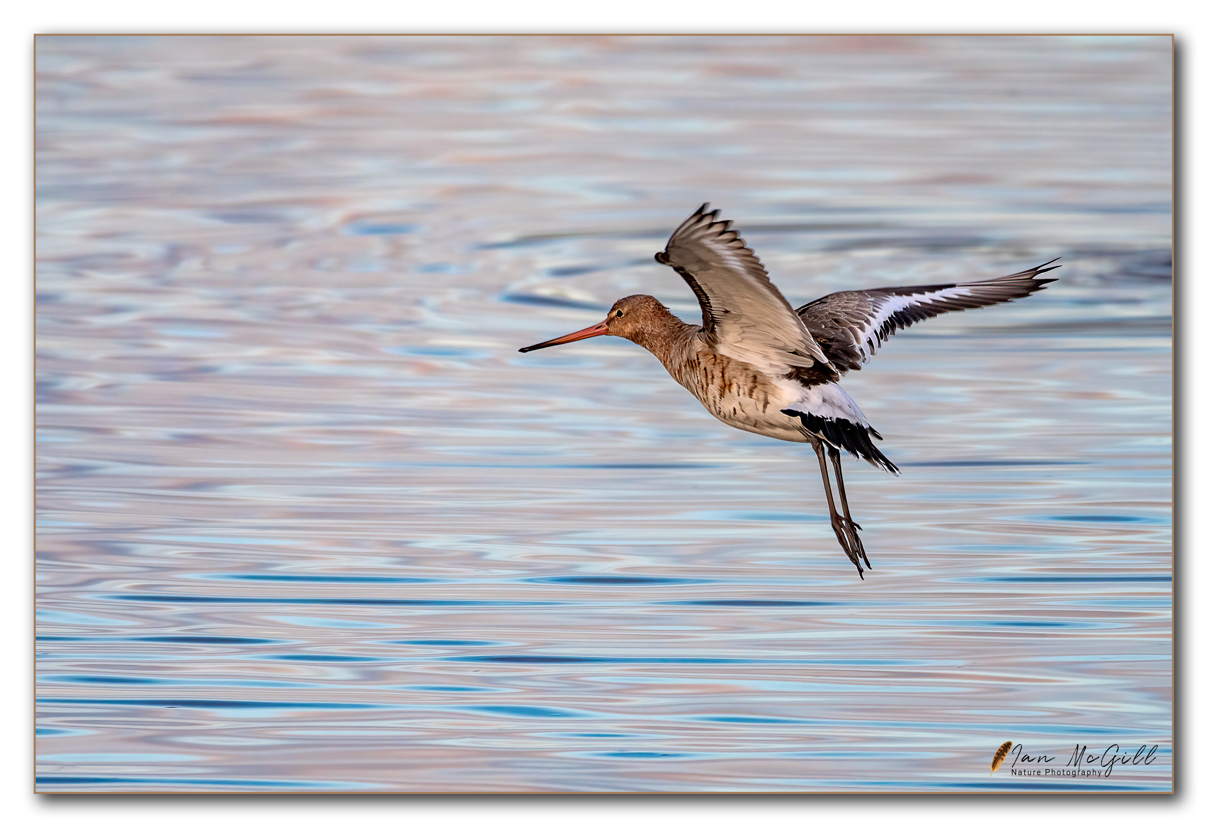 Black Tailed Godwit