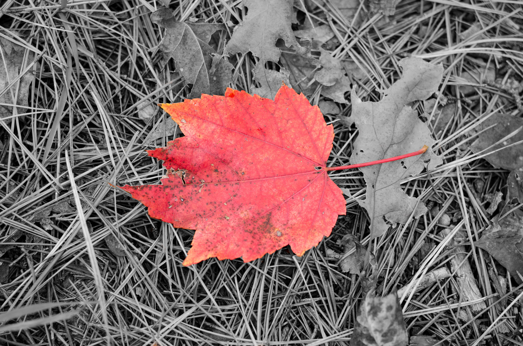 Quachita Nat'l Forest, OK
