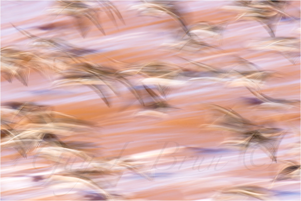 Semipalmated Sandpiper/ Bécasseau semipalmé. Bay of Fundy, NB, Canada. (D151805). © Guy L Brun
