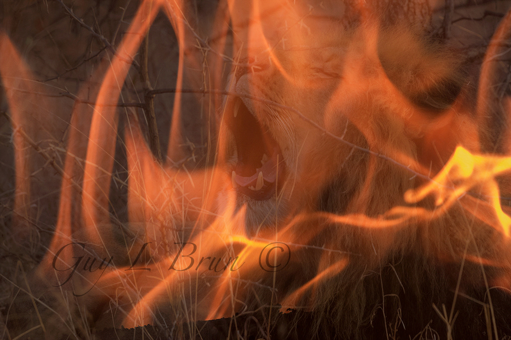 Lion. Composite of two images/ deux images superposées. South Africa. (E184567). © Guy L Brun