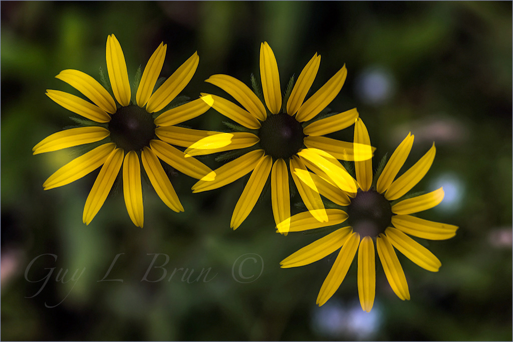 Echinicea/ Echinacée. NB, Canada. Multiple exposure. (E172521). © Guy L Brun