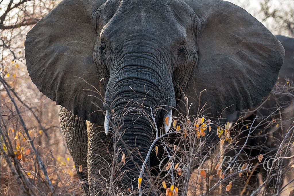 African Elephant/ Eléphant d'Afrique; South Africa. (E205757). © Guy L Brun