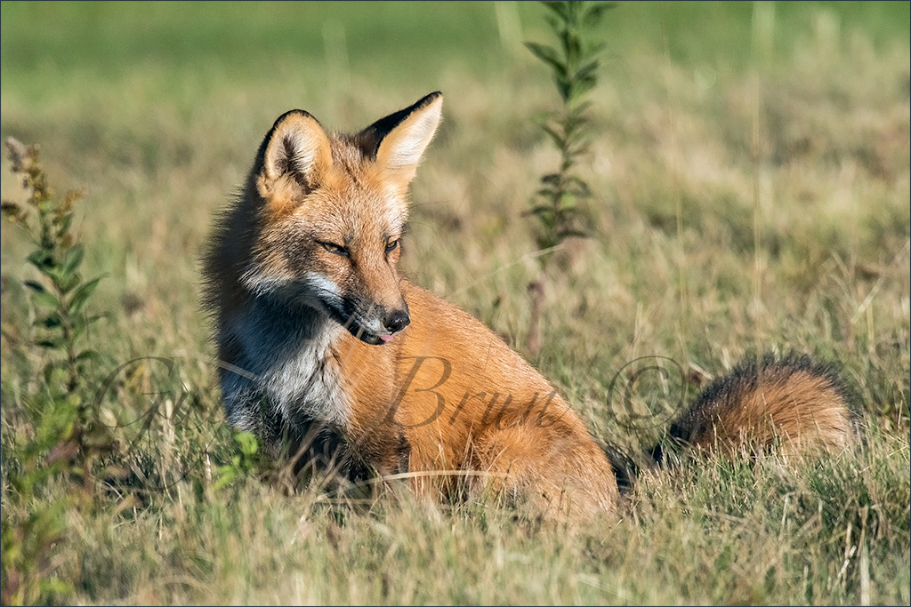 Red Fox/ Renard roux. NB, Canada. (E206579). © Guy L Brun