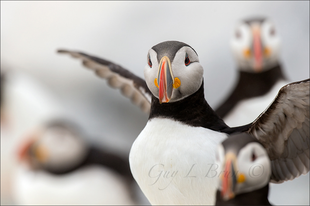 Atlantic Puffin/ Macareux moine. Machias Seal Island, NB, Canada. (D150113). © Guy L Brun