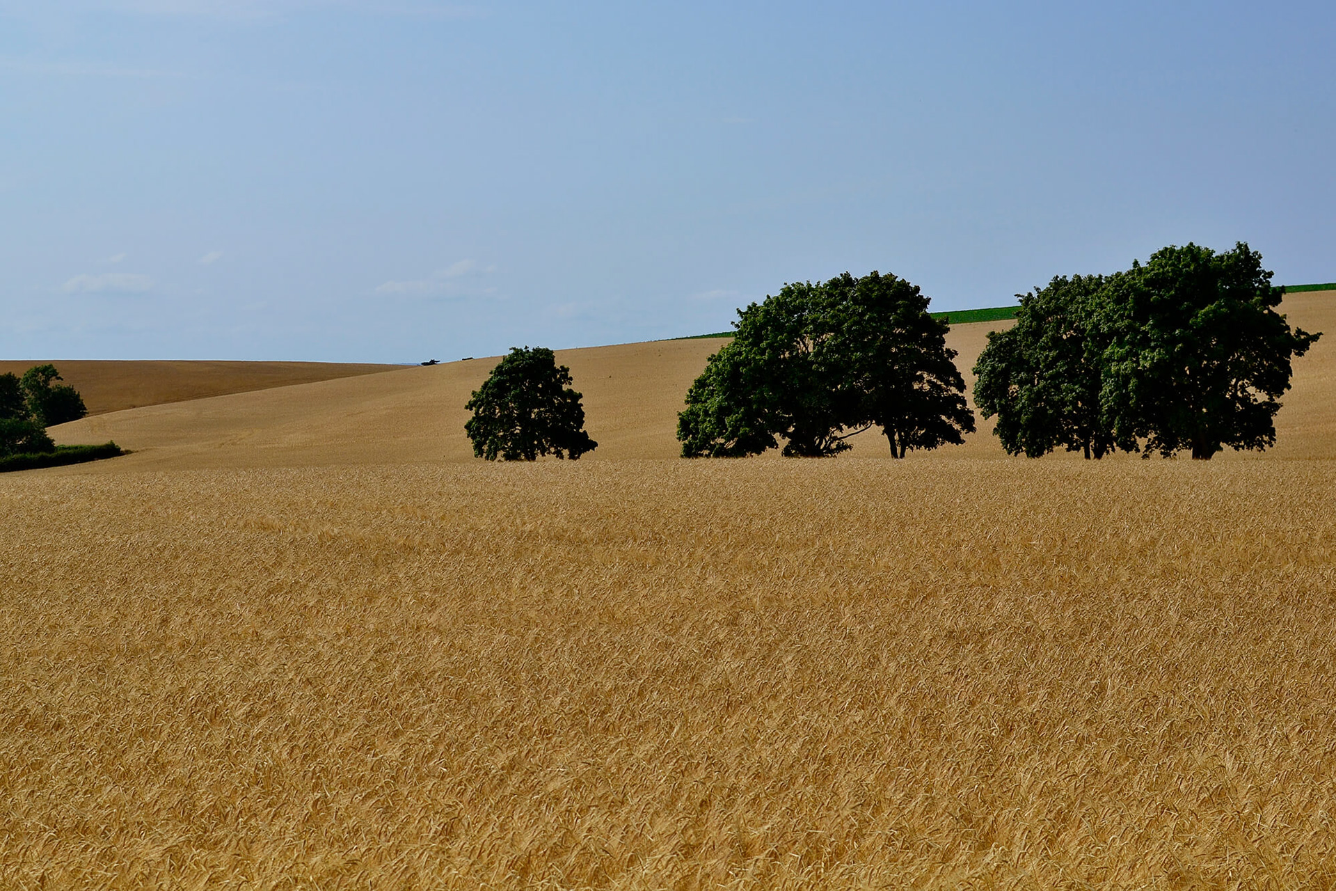 Fields in Sweden, 2018