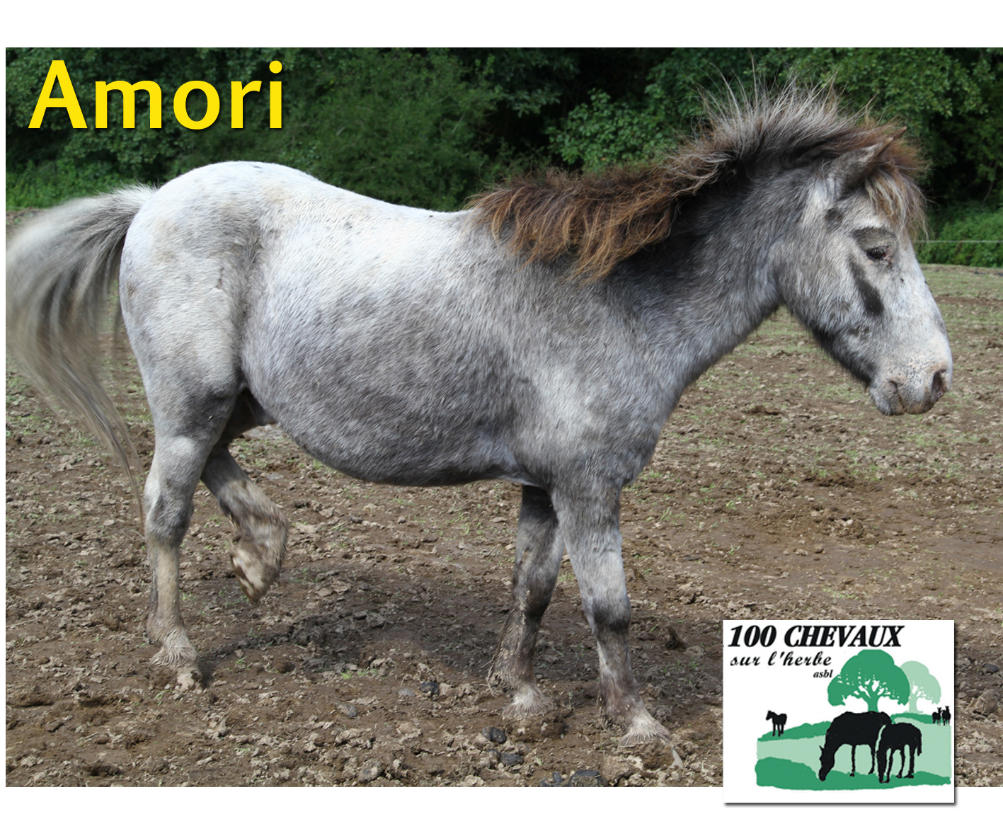 AMORI