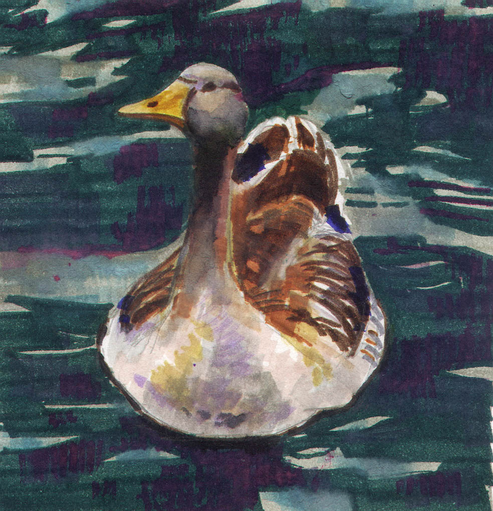 Pato. Canetas hidrográficas.