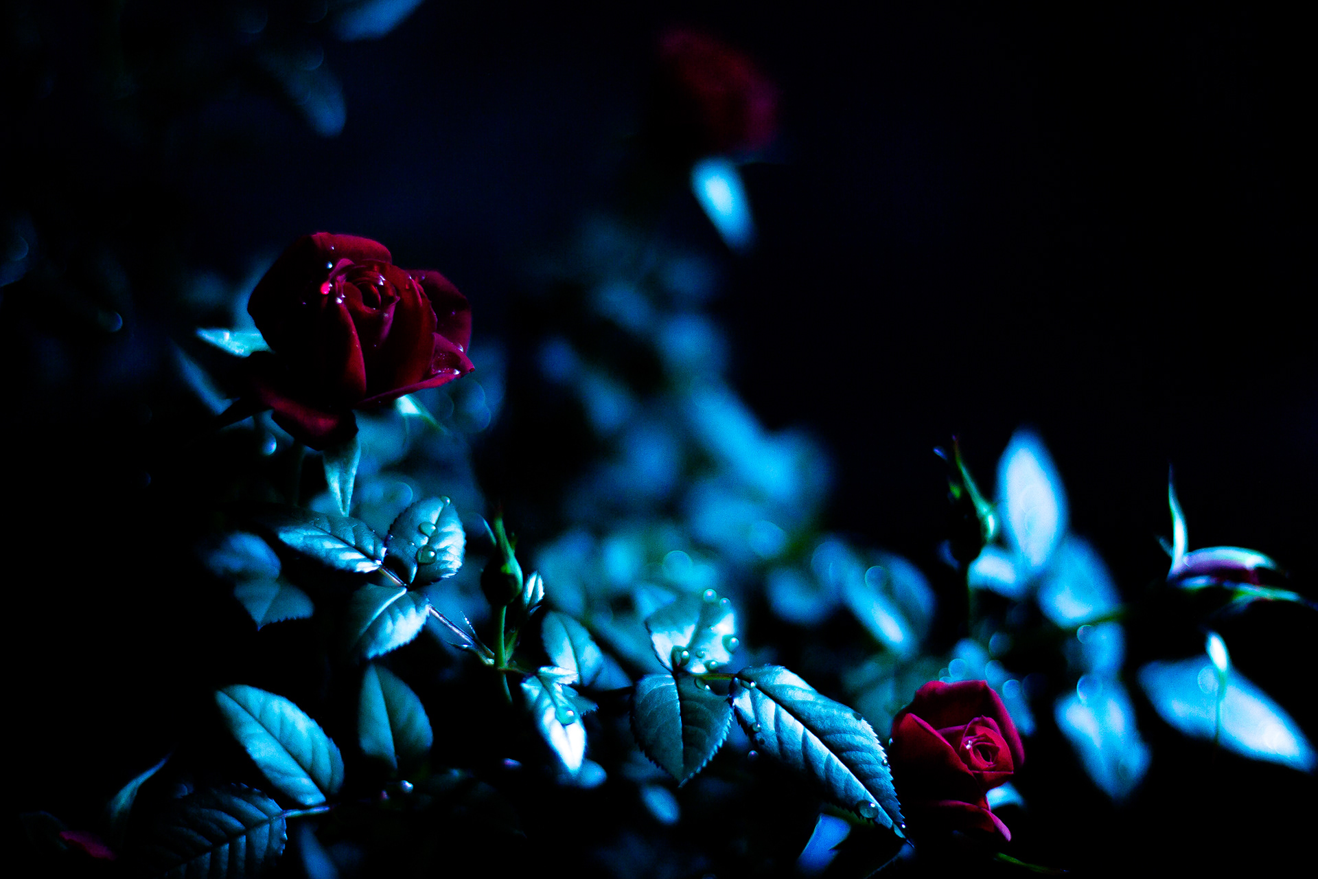 Lily Roses in the moonlight