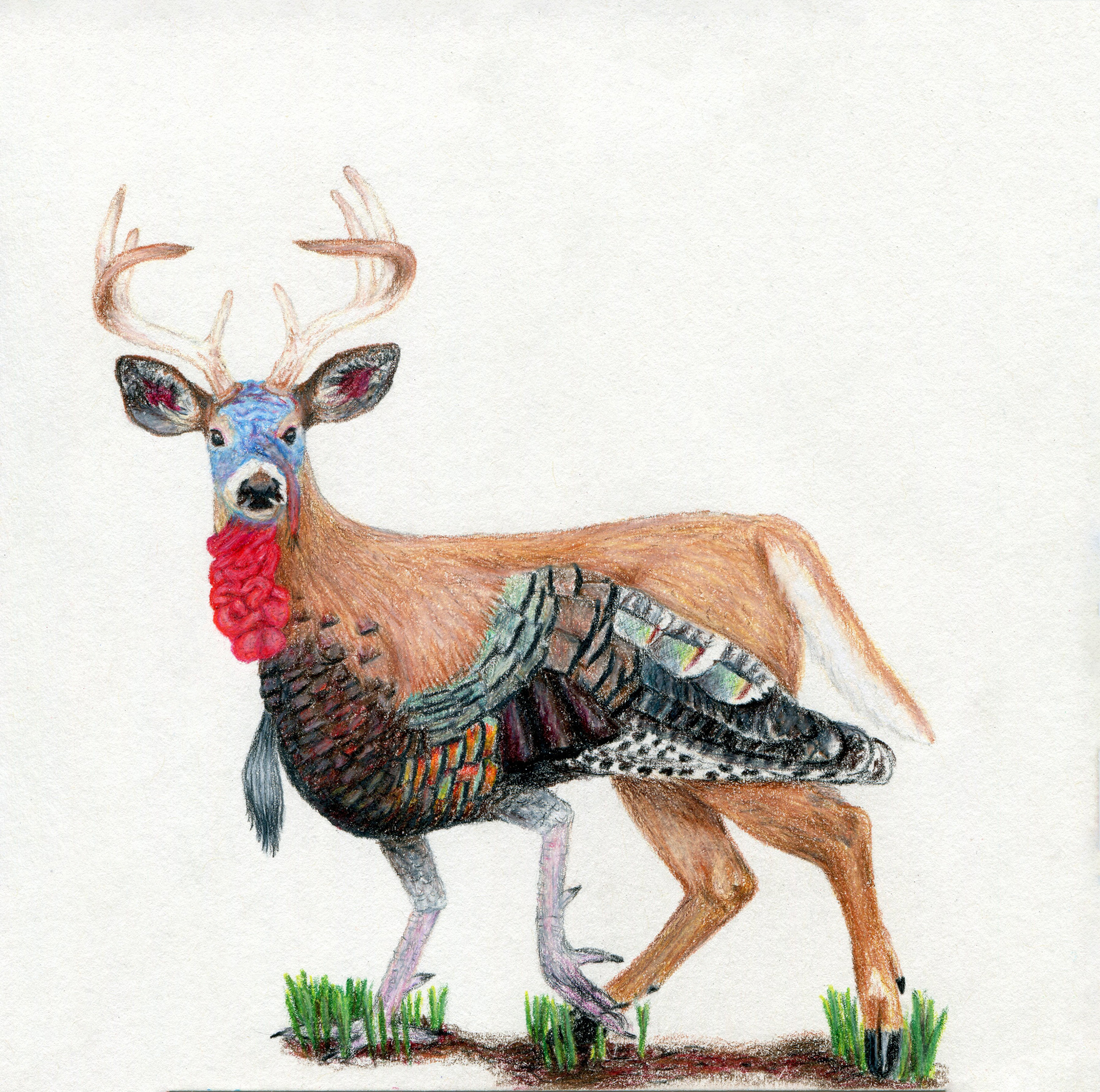 April: The North American Deerkey
