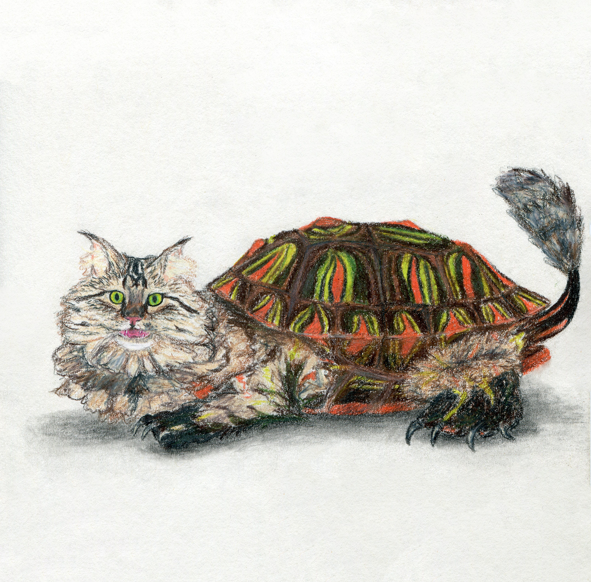 November: The Maine Coon Caturtle