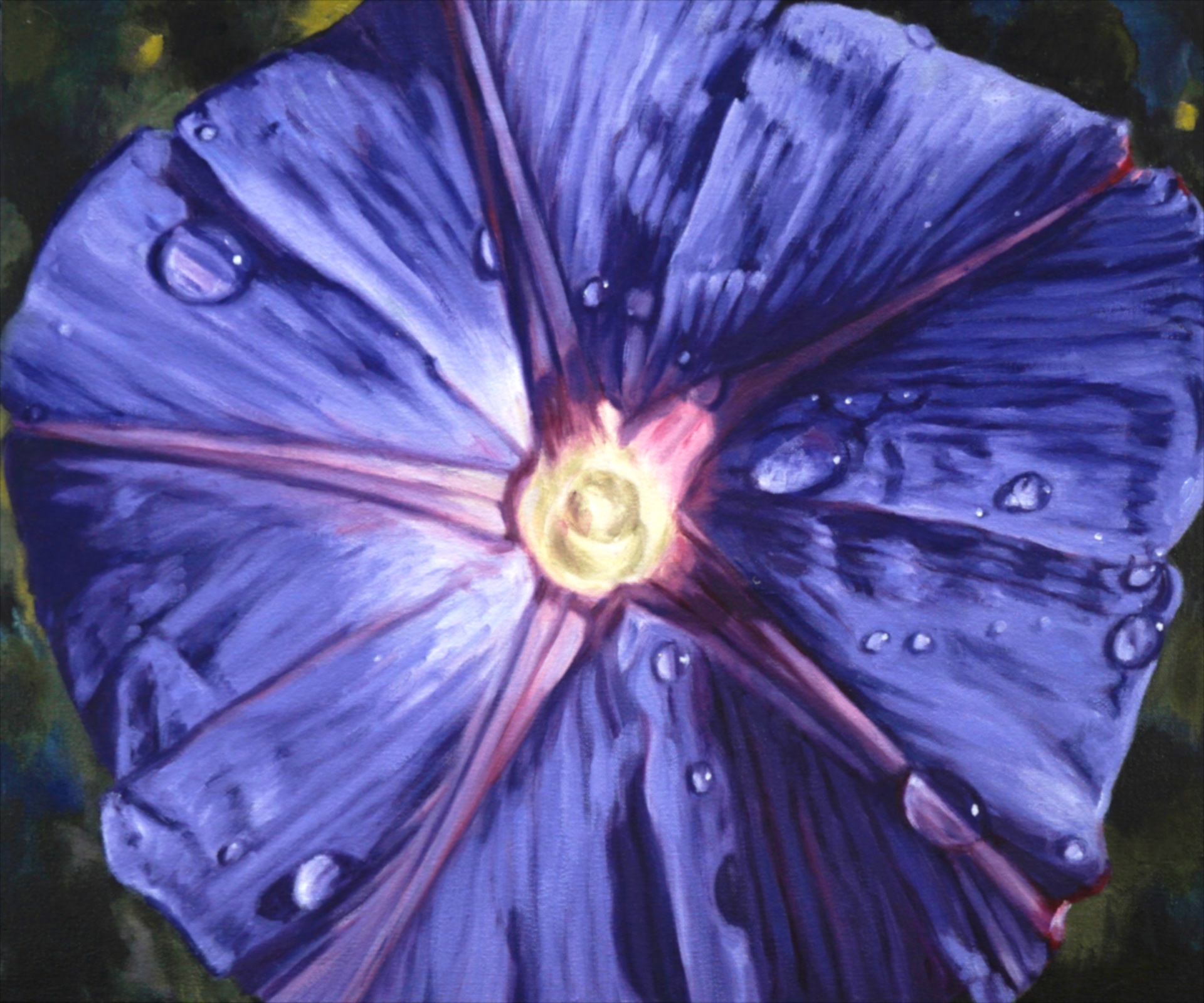 Morning Glory