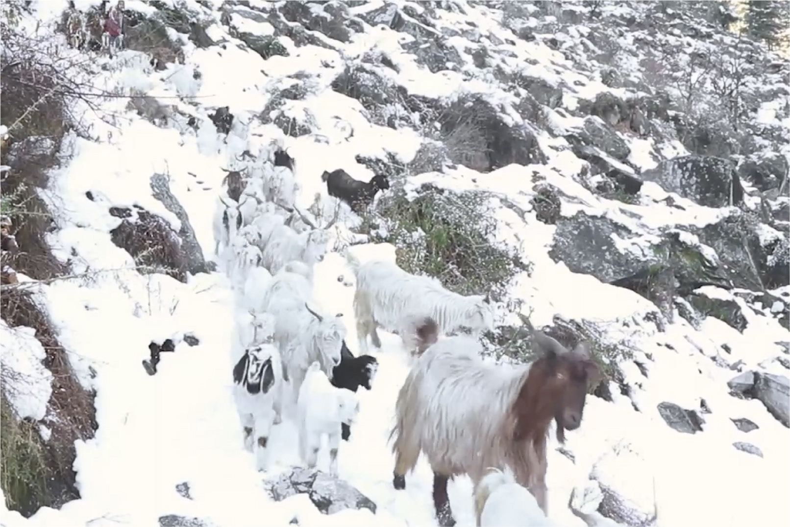 Village lambs climb down the mountain.
