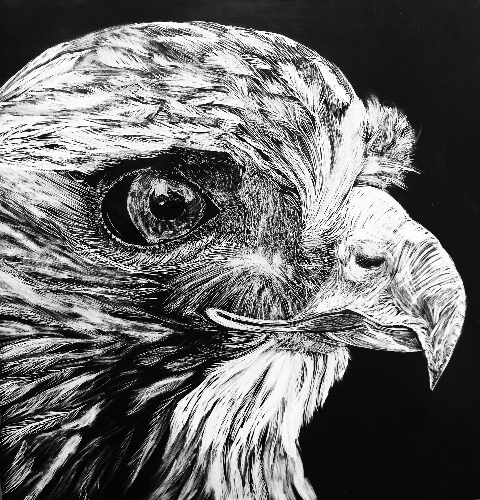 Wildlife collection- Hawk (2016)