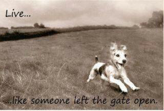 dog, doggy, running, run, motivational, happy, photo, photographer