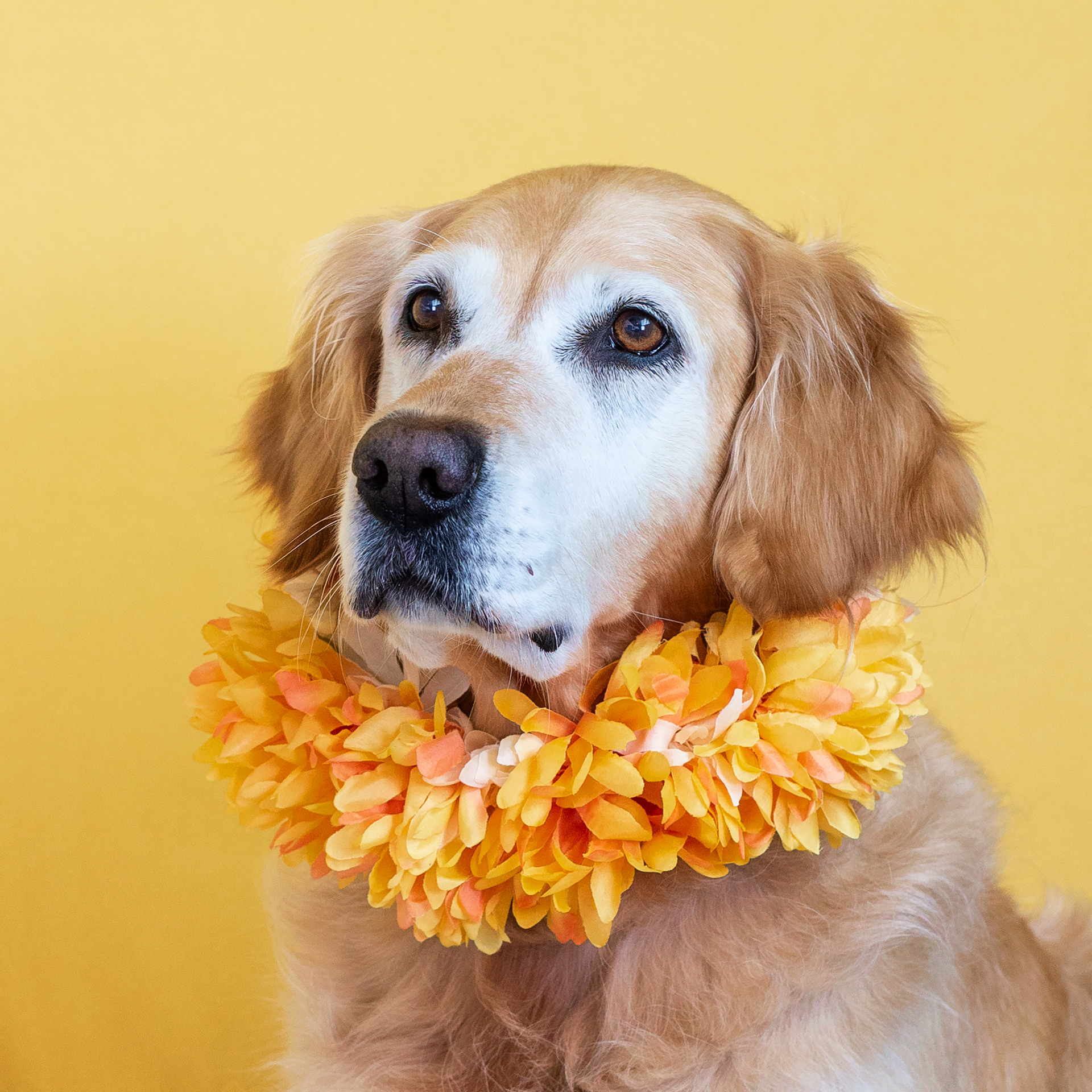 Golden Retreiver with yellow orange flower collar
