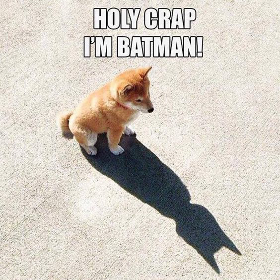 dog, puppy, animal, rescue, shelter, shadow, batman, cute, funny, clever, photo, photographer, pet, portrait, session, shoot, oregon, oregon coast, newport, lincoln city, depoe bay, toledo, otis, seal rock, waldport