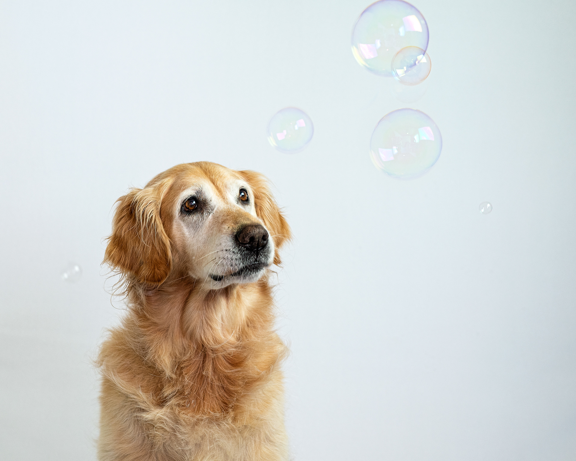 Golden Retriever looking at bubbles