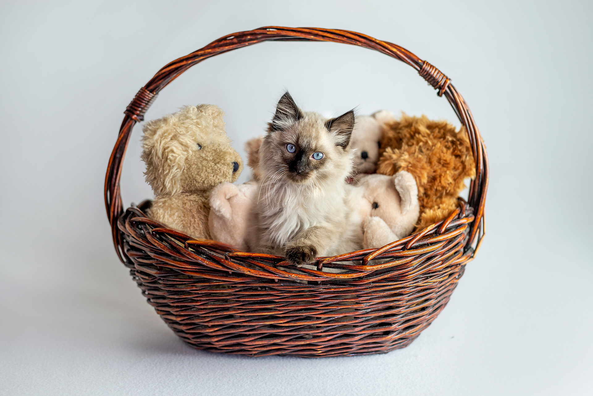 ragdoll kitten in basket with stuffed animals