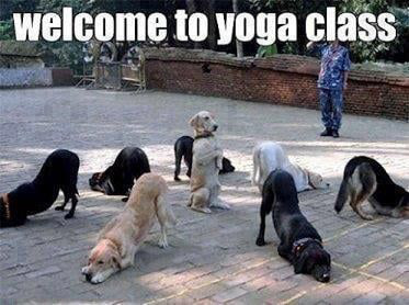 dogs, yoga, park, sitting, doggy, photo, photography, photographer