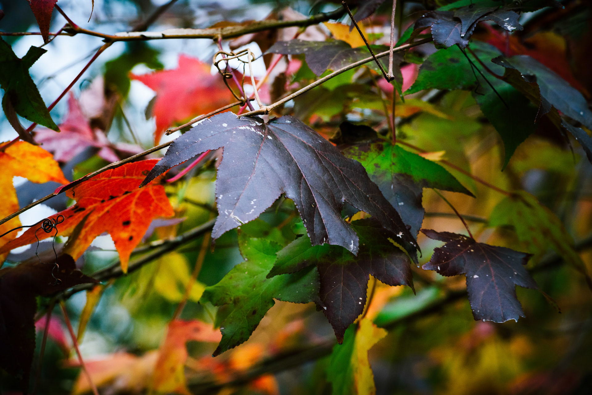 Winter foliage at the historic home of Sam Houston.