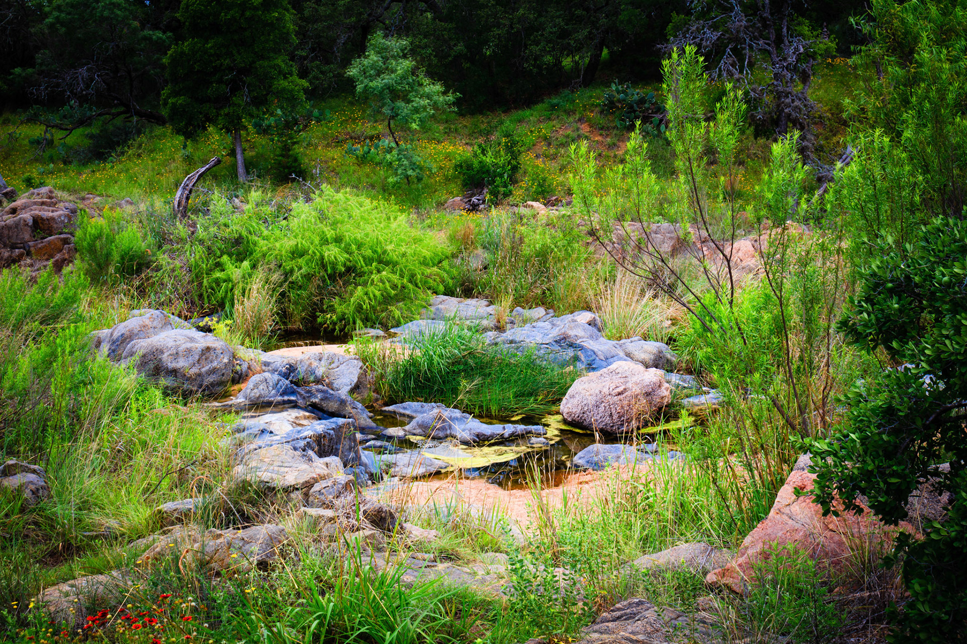 A view of foliage and other vegetation off a trail in the Enchanted Rock State Natural Area.