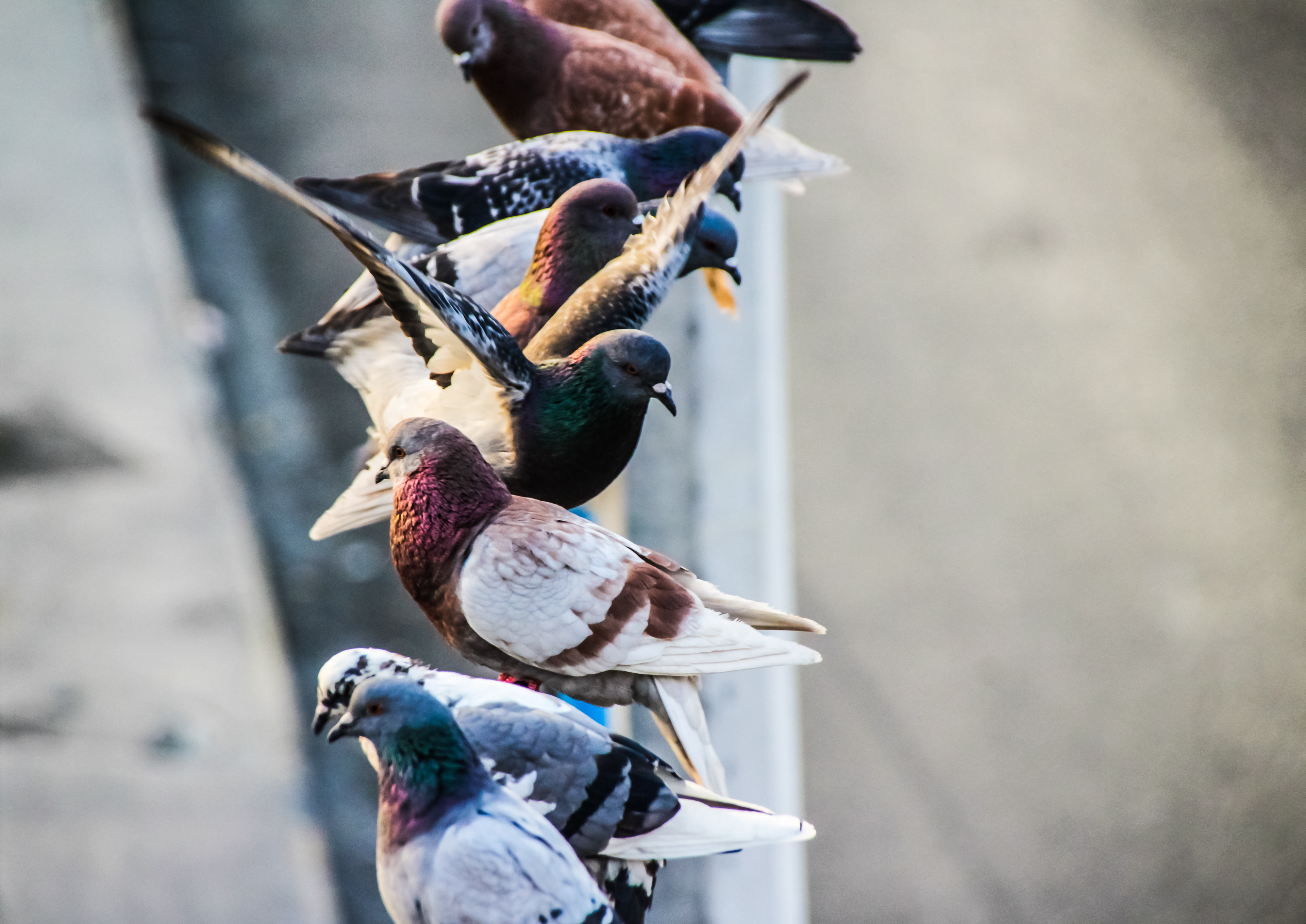 Bernardo Ramonfaur / Portfolio URBAN BIRDS / Photography