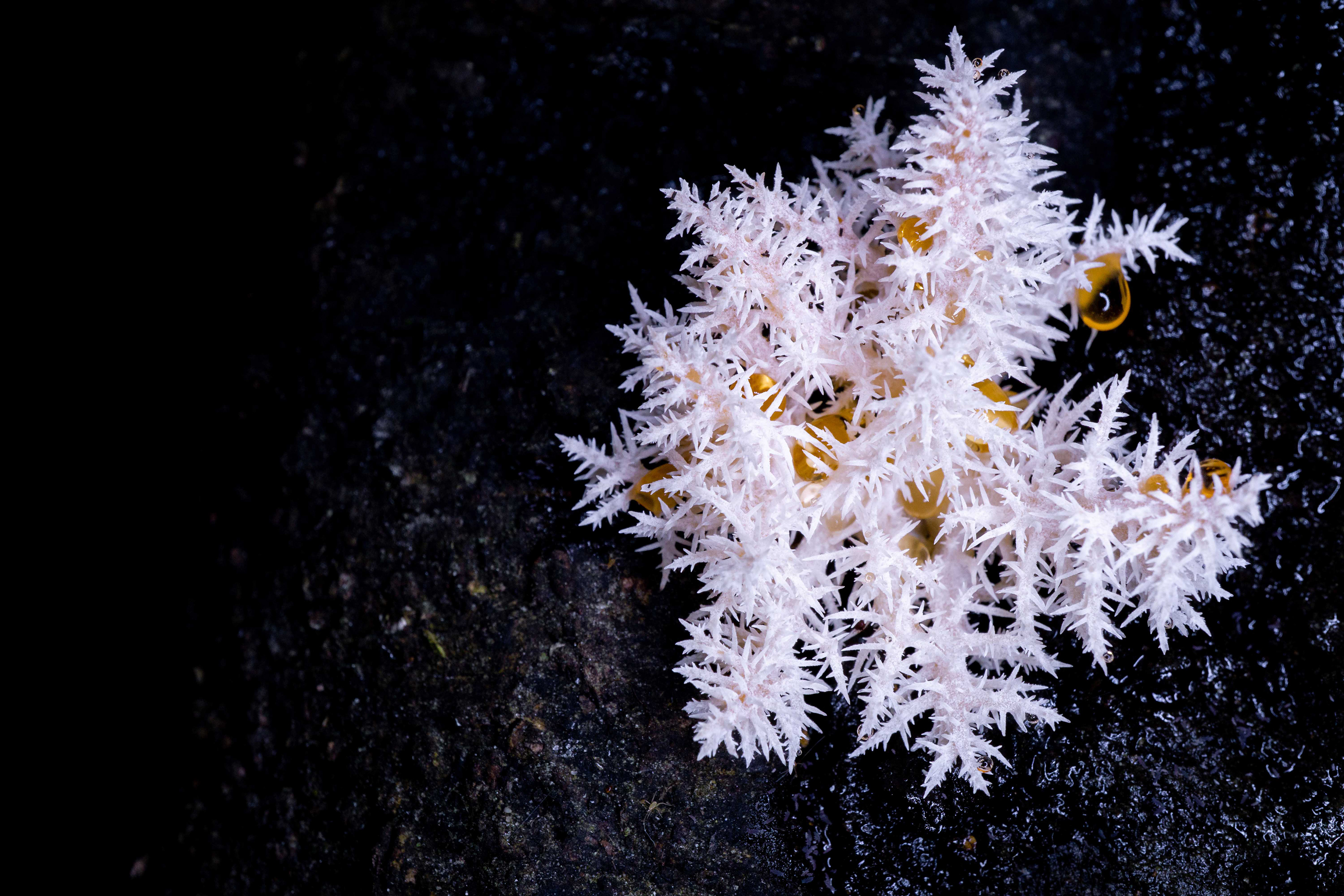 Icicle Tooth Fungus, Seaward Bush - Invercargill, New Zealand