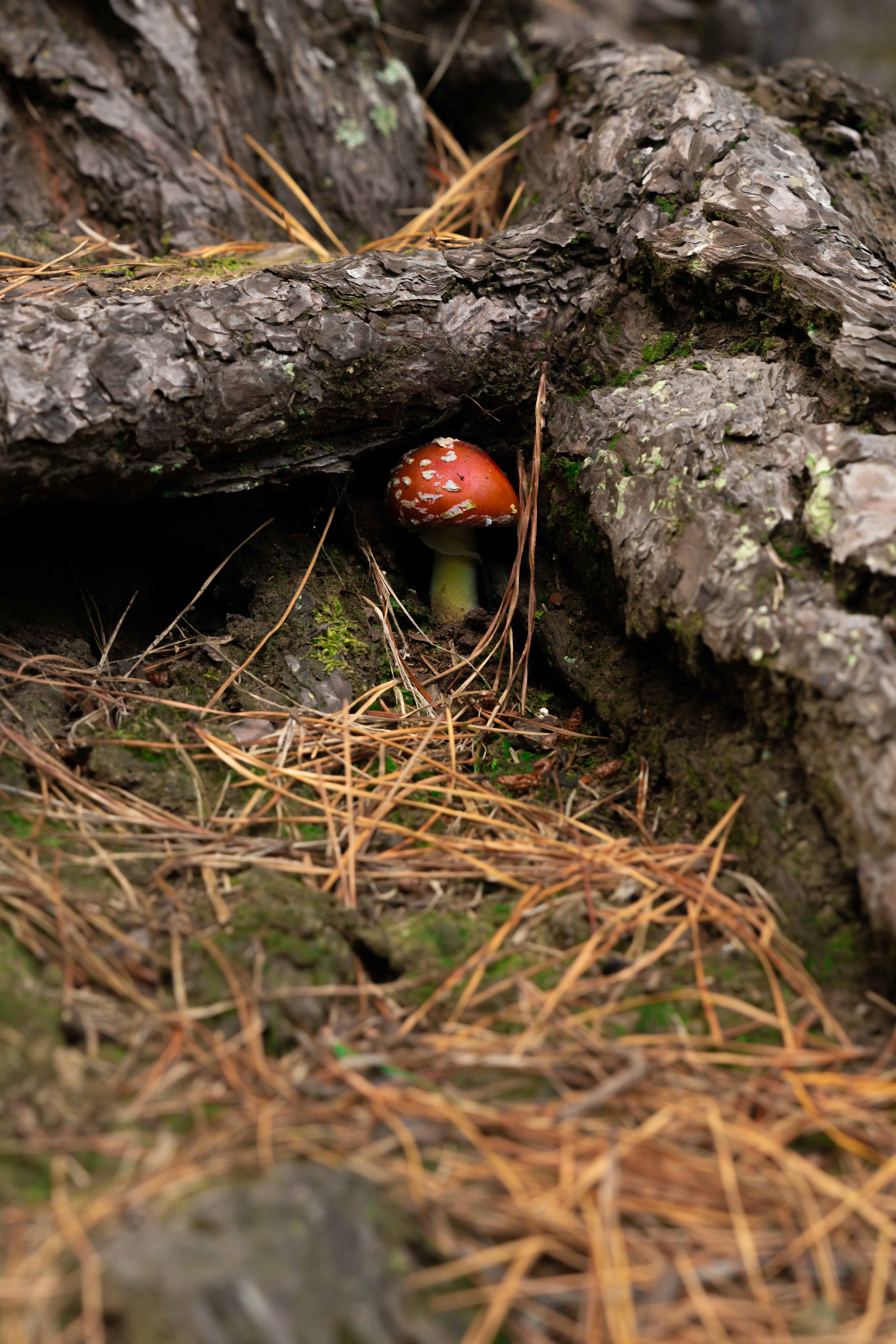 Fly agaric, Queens Park - Invercargill, New Zealand