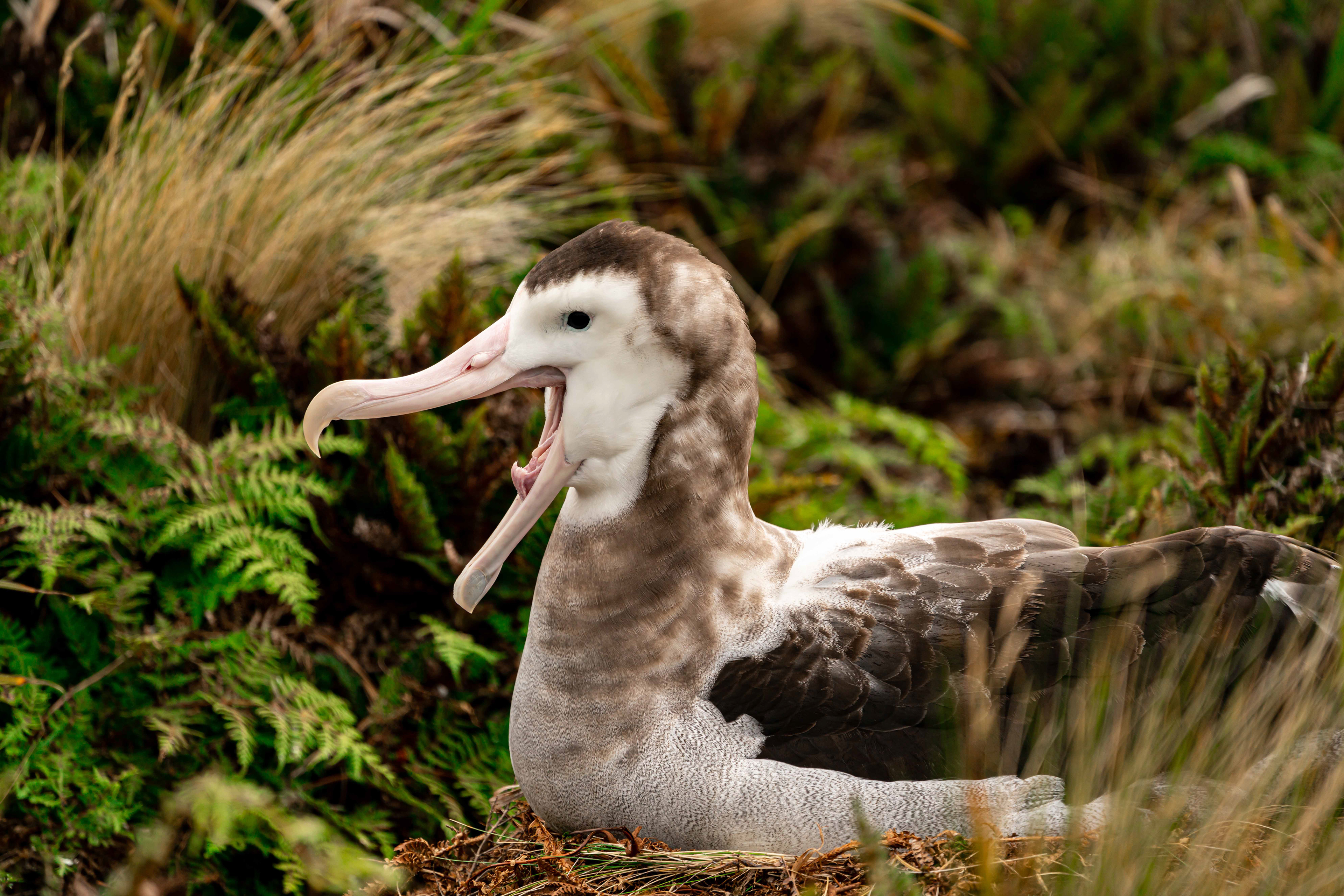 Antipodean Wandering albatross