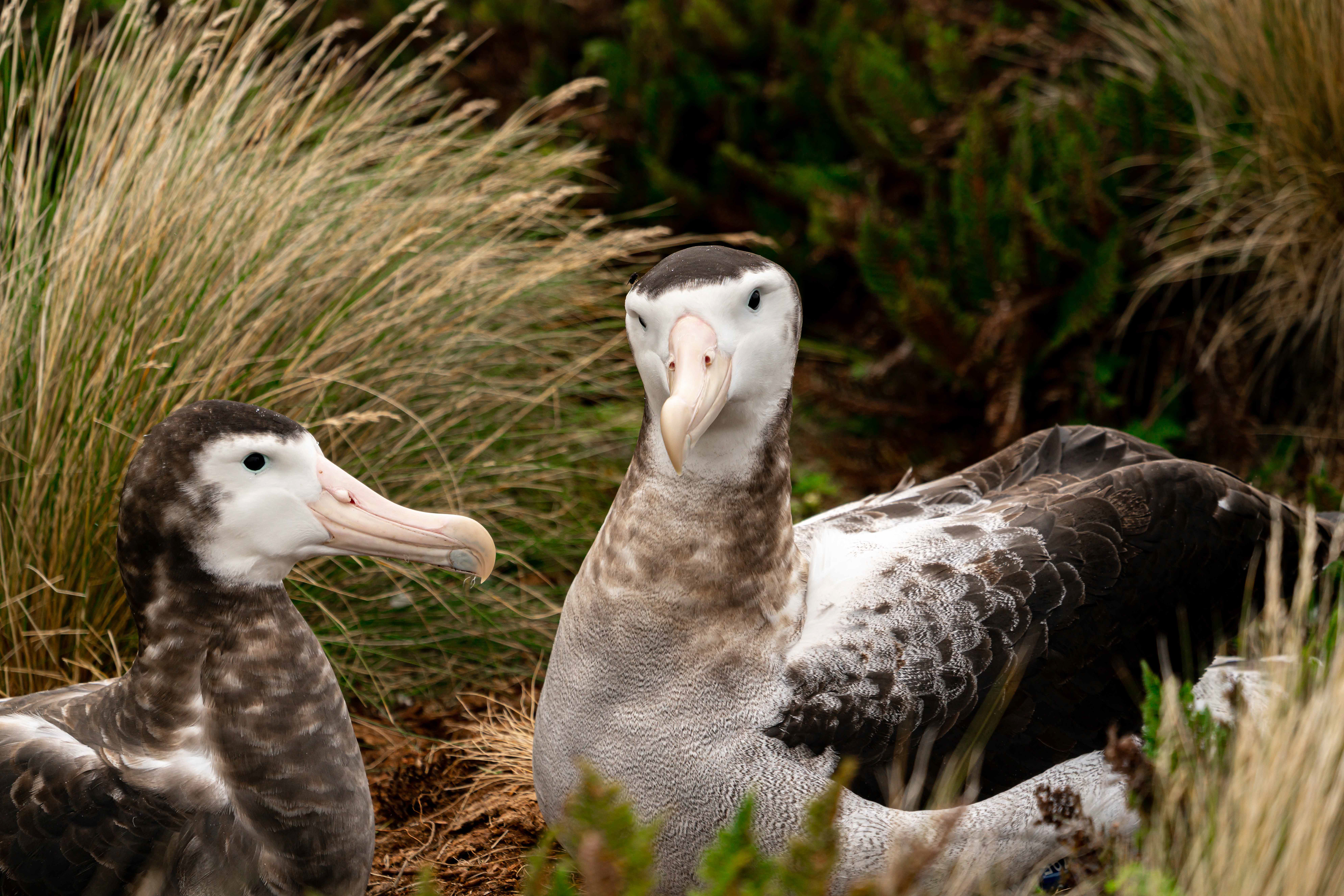 Antipodean Wandering albatross pair