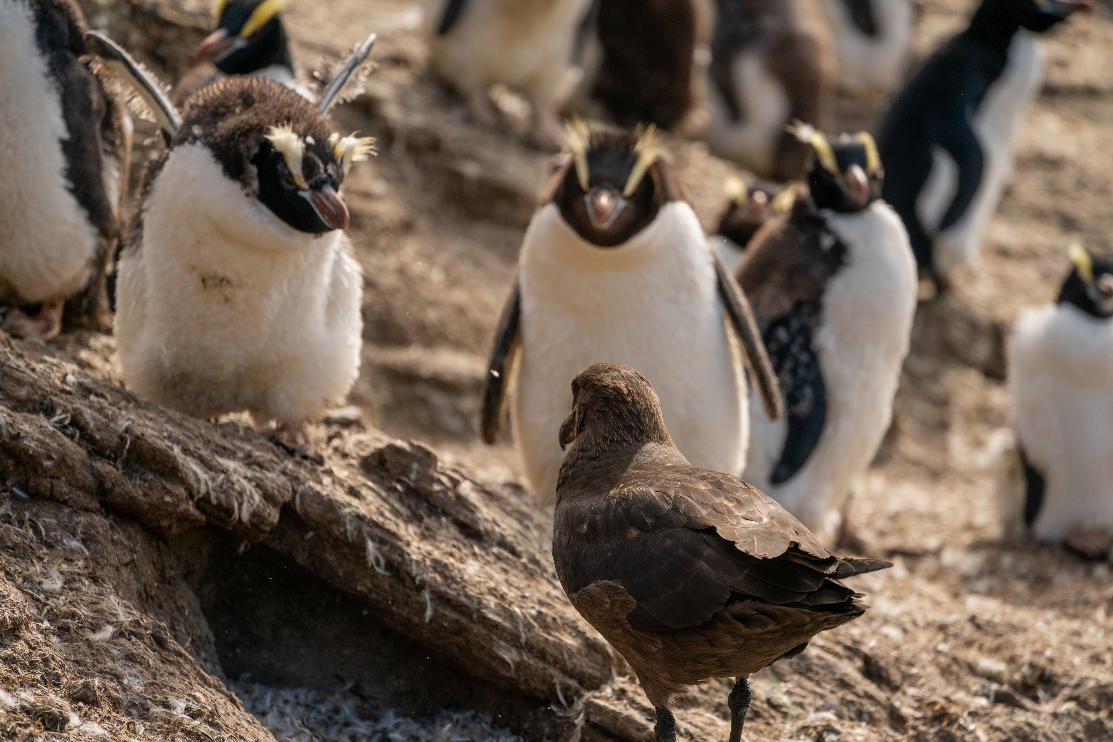 Subantarctic Skua