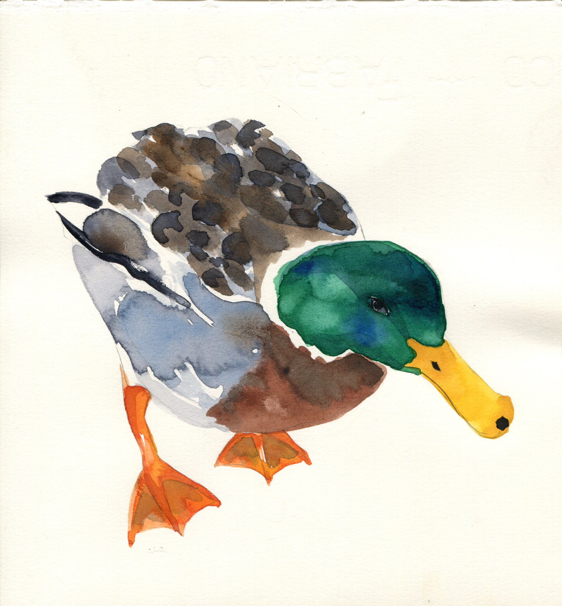 Mallard duck painting