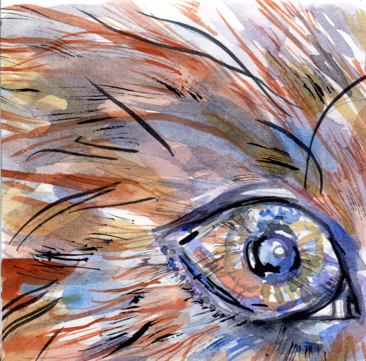 Fox close up detail