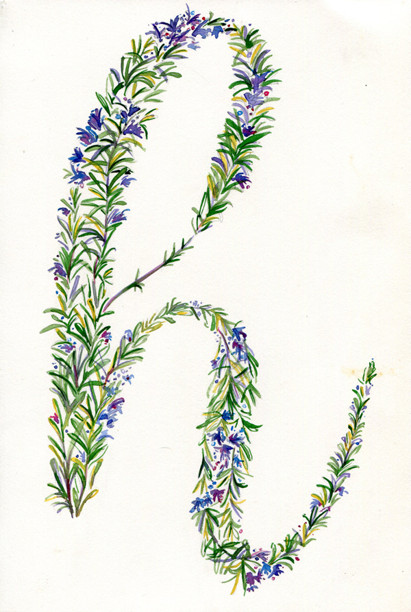 Letter m rosemary typography watercolour painting illustration