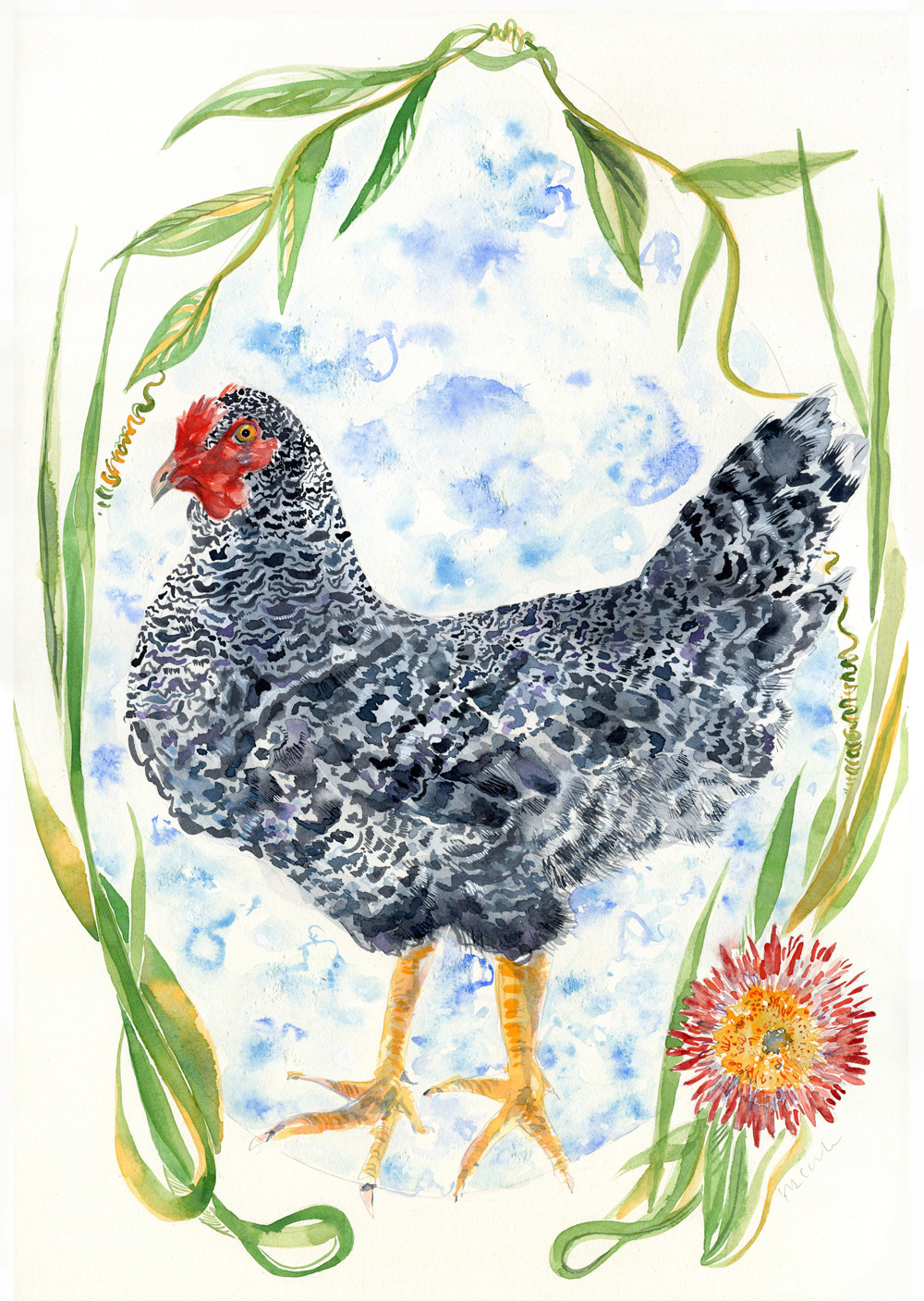 Chicken portrait