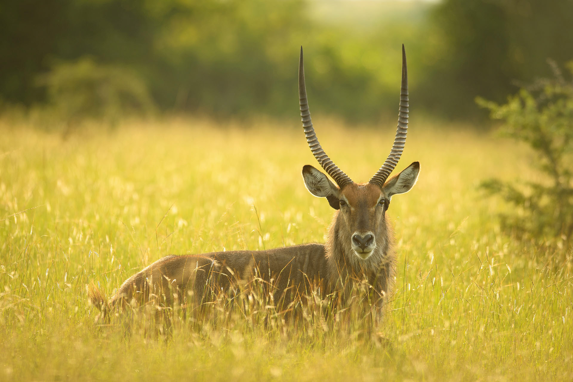 Waterbuck | Queen Elisabeth