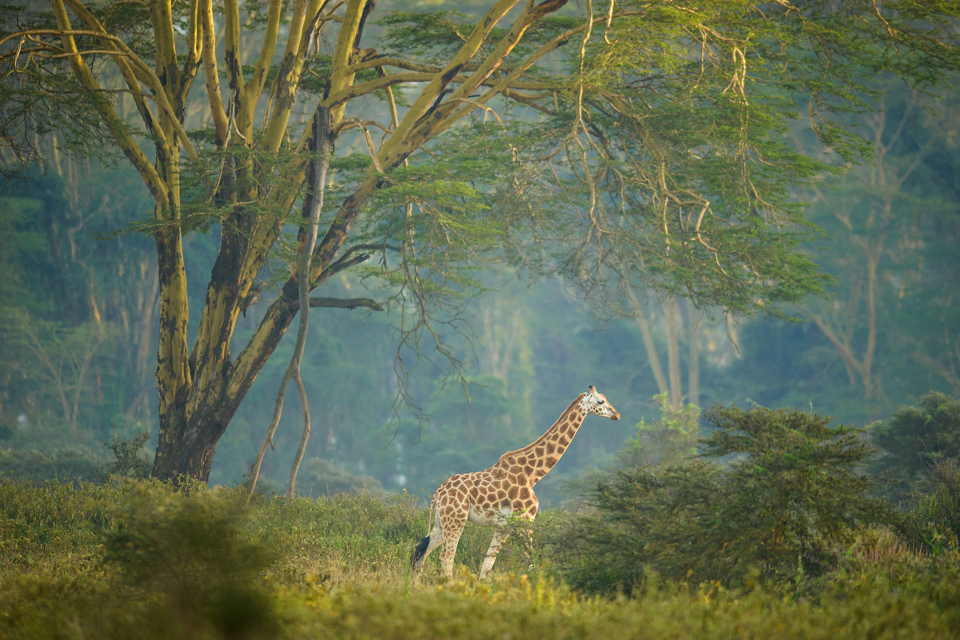 Girafă Rotchild, Lake Nakuru | Kenya