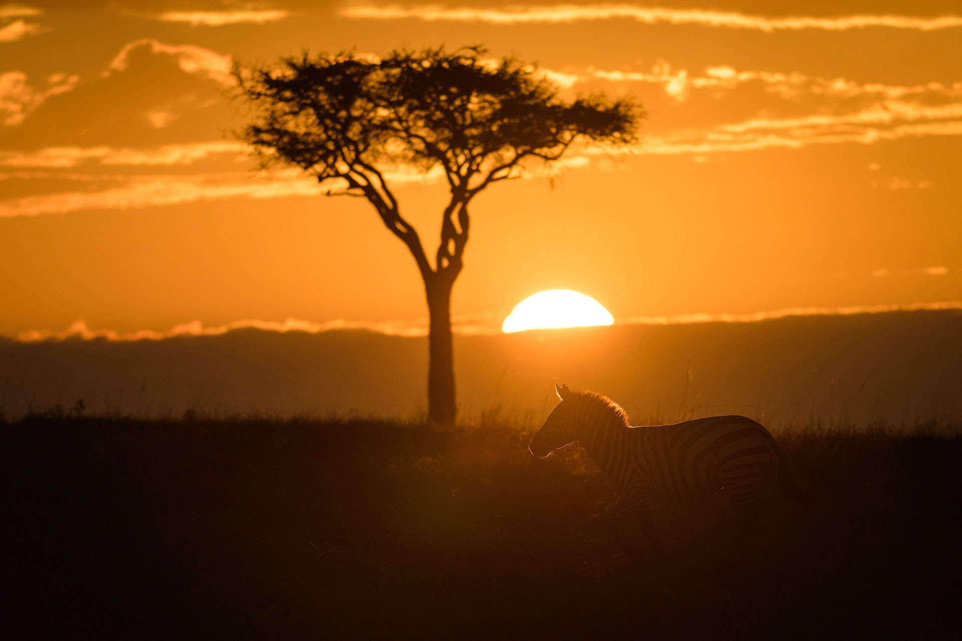 Zebră, Masai Mara | Kenya